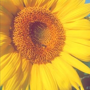 Meet your Posher, Ariel